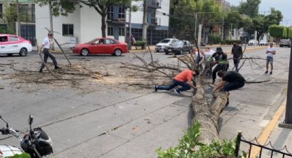 Casi 50 árboles caídos dejaron 'ventarrones' en CDMX