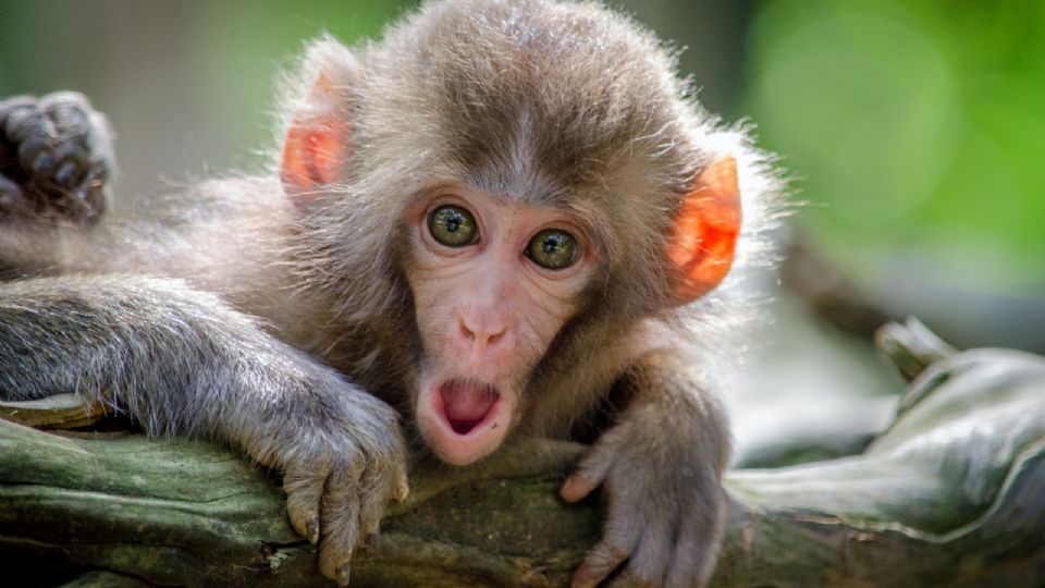 La viruela del mono puede tardar hasta 4 semanas en salir, alertó Alejandro Macías.