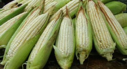 'México consume 46 millones de toneladas de maíz al año'
