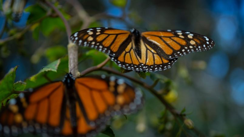 El año pasado, la monarca ocupó 2.84 hectáreas de bosque.