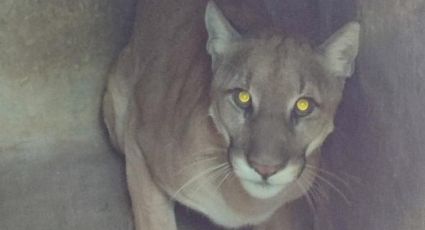 Puma rescatado en Tlaxcala, a resguardo en un zoológico