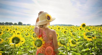 Girasoles Ucrania