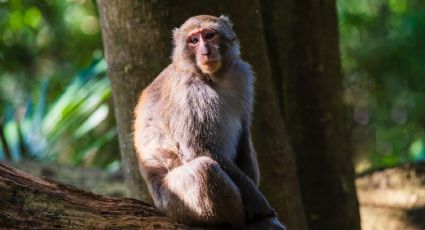 ¡Más casos! Nigeria detecta 21 casos de Viruela del mono