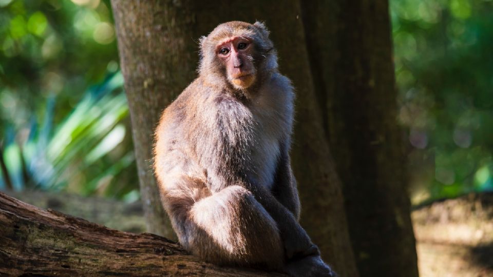 Viruela del mono sigue azotando países africanos, hoy Nigeria registra 21 casos.