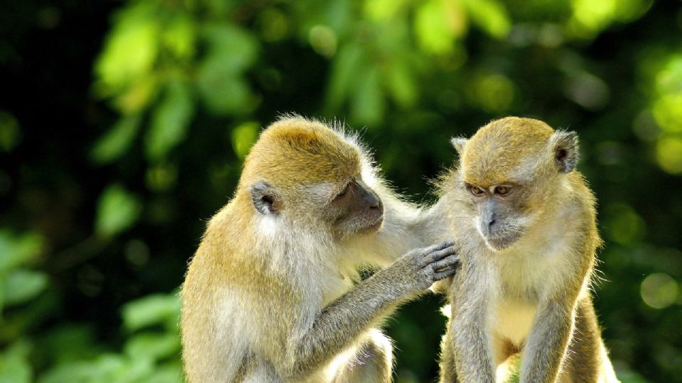 Viruela del Mono sigue provocando casos en África
