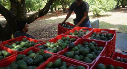 La falta de producción en tierras mexicanas