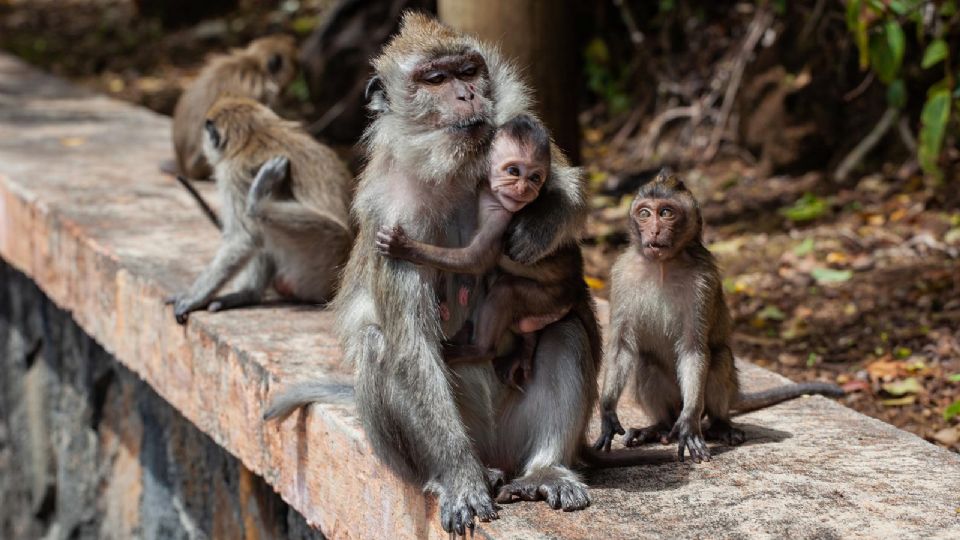 Viruela del mono aumenta en África