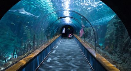 Parque Tepeyac, tendrá el acuario más grande de Latinoamérica