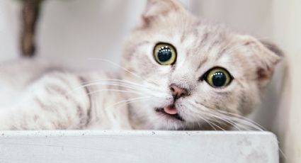 ¿Qué es catnip para gatos?