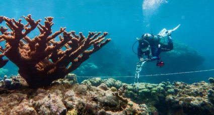 Mueren corales mexicanos por epidemia de origen desconocido