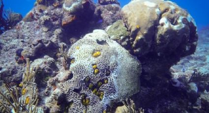 ¿Por qué mueren los corales mexicanos?