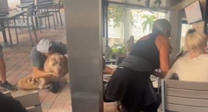 Pitbull ataca a pequeño perro en un restaurante pet friendly
