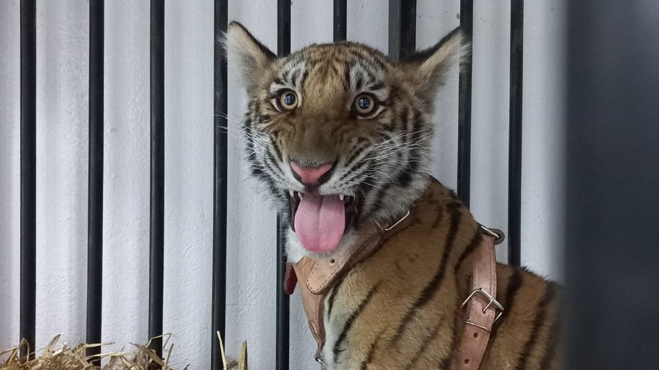 La Profepa aseguró a un tigre de bengala.