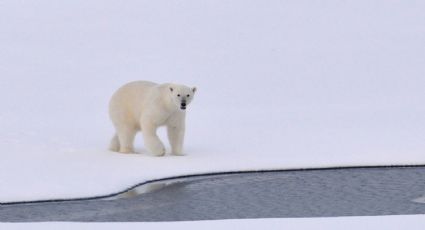 Estos son los osos polares genéticamente distintos debido al aislamiento