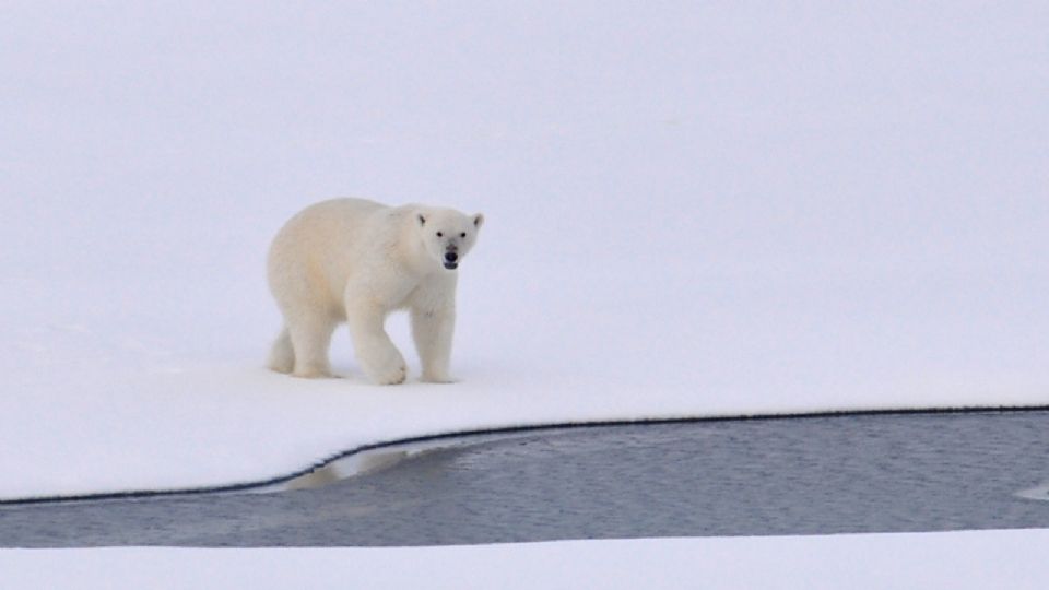 Especie de osos polares genéticamente distinta en Groenlandia