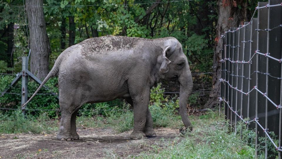 Esta es la elefanta Happy del zoológico de Nueva York