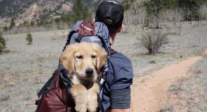 Tramitología de viaje para mascotas, teñir pelaje daña al perro, perros señal