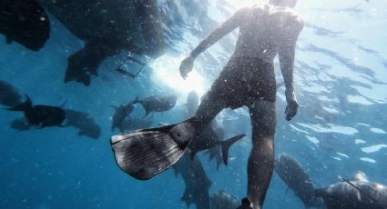 VIDEO| Tiburón se traga una cámara y capta el interior del animal; video se vuelve viral