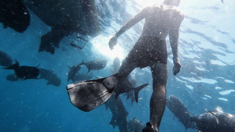 Nico Zimm decidió llevar su equipo de video hasta las profundidades del mar y logró captar el interior de un tiburón.