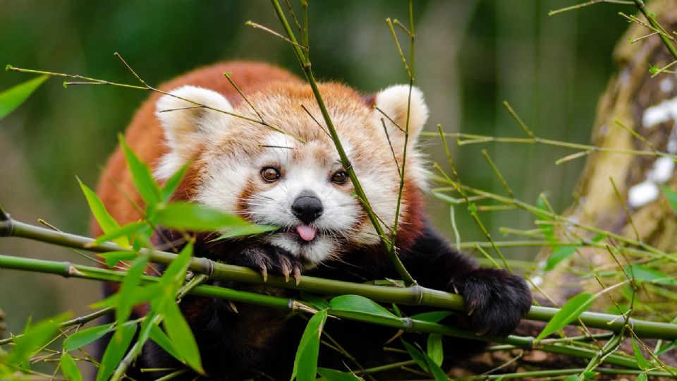 El panda rojo es uno de los animales más curiosos del mundo.