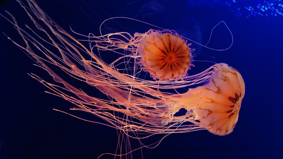 La medusa de caja o también conocida como avispa de mar, es la más venenosa del mundo.