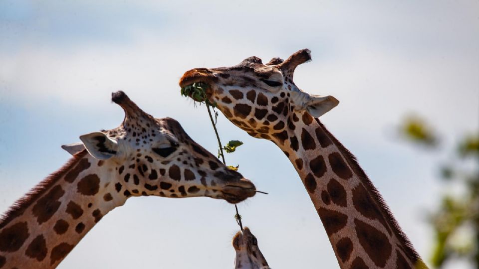 Se arrojan datos que fortalecen la hipótesis de la selección sexual como causa del cuello largo de las jirafas.