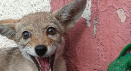 Rescata BVA a cría de Coyote en Azcapotzalco