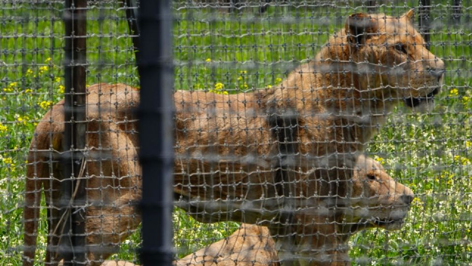 El Santuario Mexicano Jaguar Negro-Tigre Blanco ubicado en el Ajusco fue asegurado por denuncias de abandono y maltrato.
