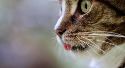 Último estudio sobre gatos señala la relación de sus enfermedades con el tipo de raza