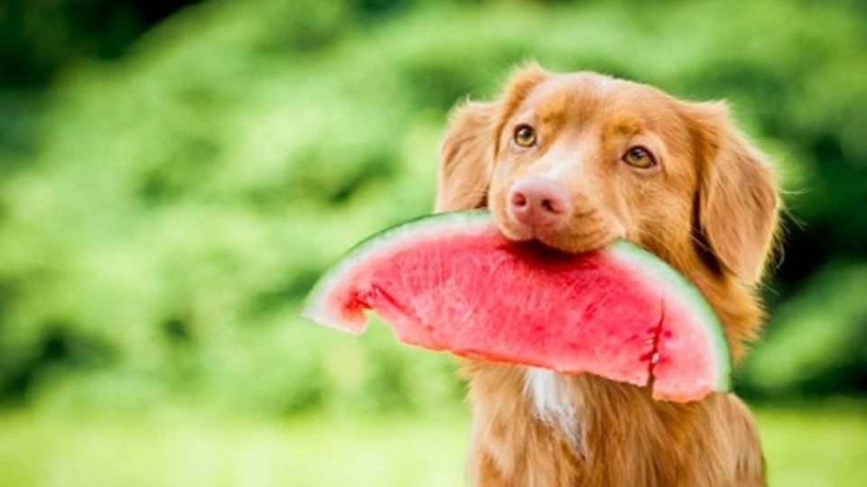 Estas son las frutas que sí puede comer tu perrito sin ningún problema.