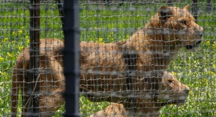 En suspenso traslado de animales rescatados en predio de Black Jaguar