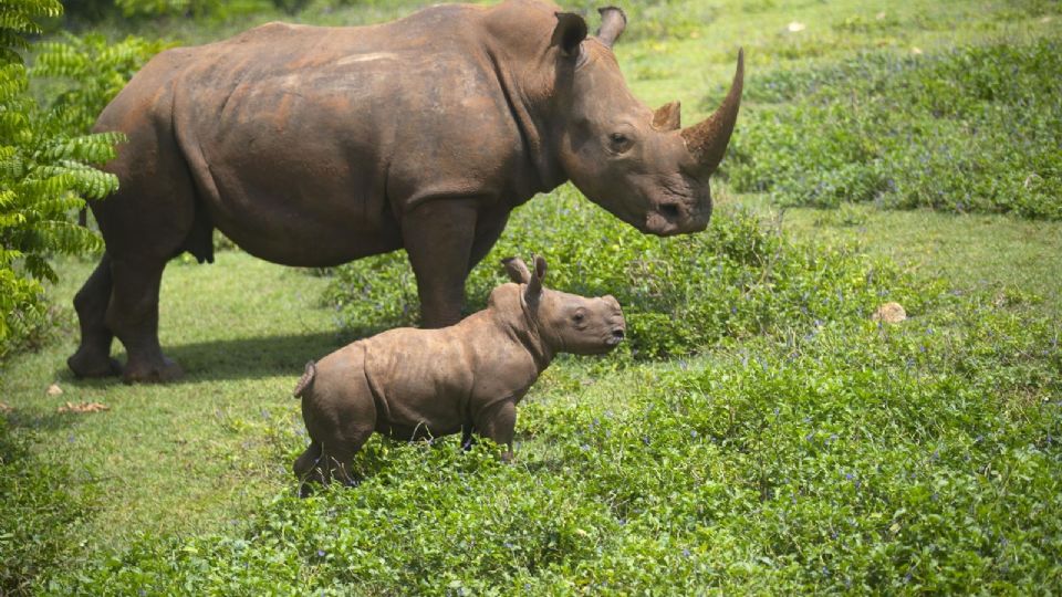 Ale, es el bebé rinoceronte que está cautivando a los visitante del zoo de Cuba