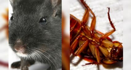 Conoce si hay ratas o cucarachas en tu casa; las heces de estos te lo indicarán