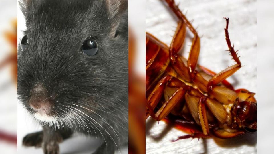 Ratón y Cucaracha
