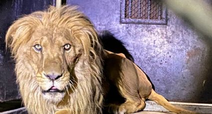 Muere una de las leonas rescatadas de Black Jaguar White Tiger