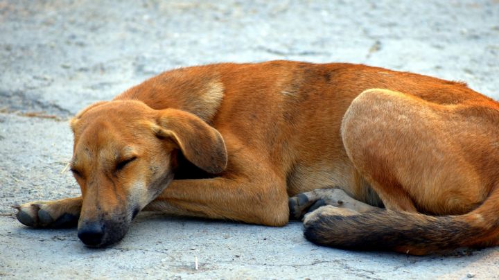 ¡Terrible! Empleados de fábrica matan a perros por 'morder a un niño'