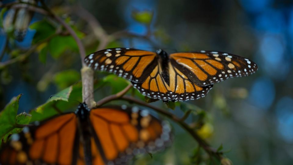 Mariposa Monarca