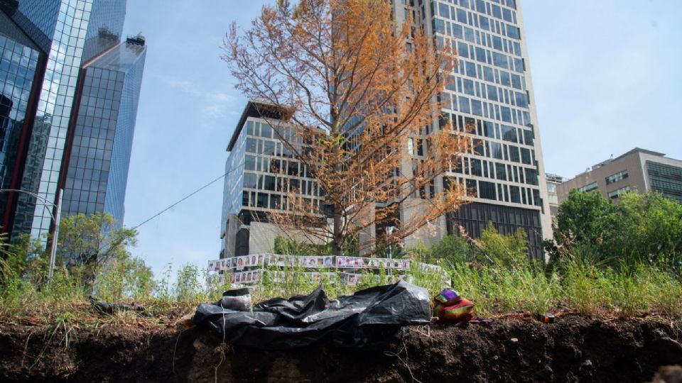 Comienza a tener un color verde el Ahuehuete plantado el paseo de la Reforma