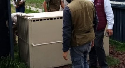 Leones y jaguares rescatados en la CDMX llegan a salvo a Puebla