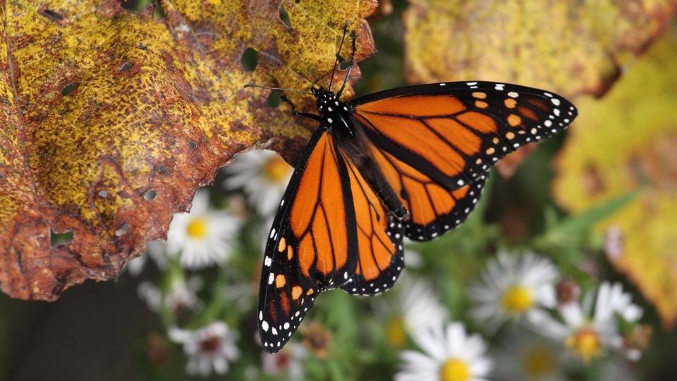 Mariposa monarca en peligro de extinción,