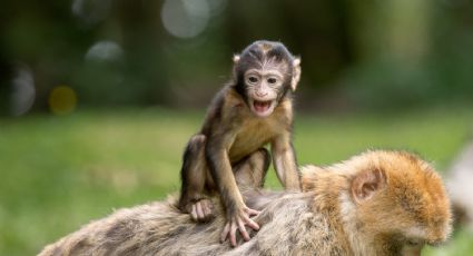 Menor de 11 años, primer caso femenino de viruela del mono en Bolivia