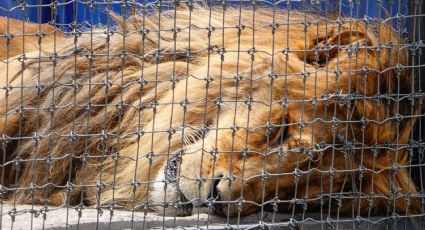 Santuario Black Jaguar: Revelan nuevo video del mal estado físico de tigres y leones lesionados