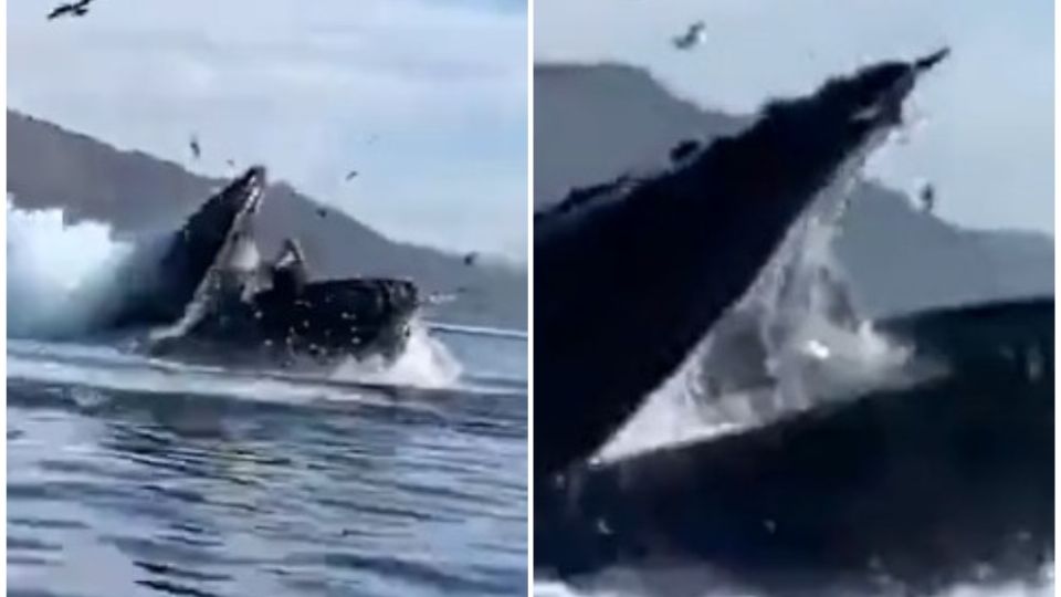 Una ballena se come a dos mujeres y las termina escupiendo.