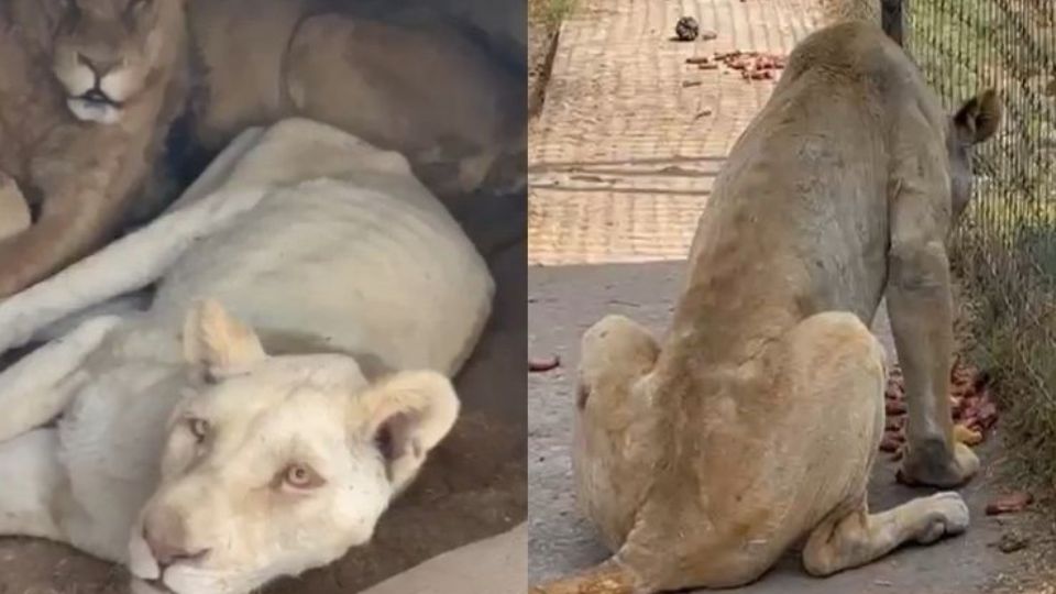 La Profepa investiga abandono de felinos.