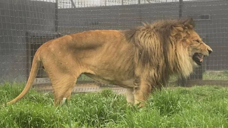 La PROFEPA dijo que se lleva a cabo una revisión veterinaria para conocer el estado de salud de todos los ejemplares encontrados.