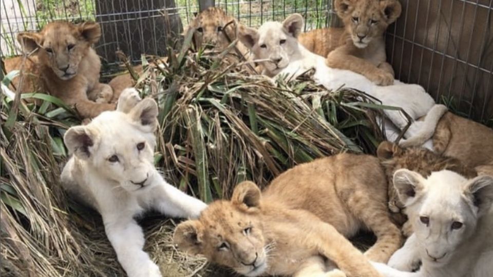 AZCARM denunció las malas y deficientes condiciones, así como el abandono en que se encuentran y habitan cerca de 190 felinos.