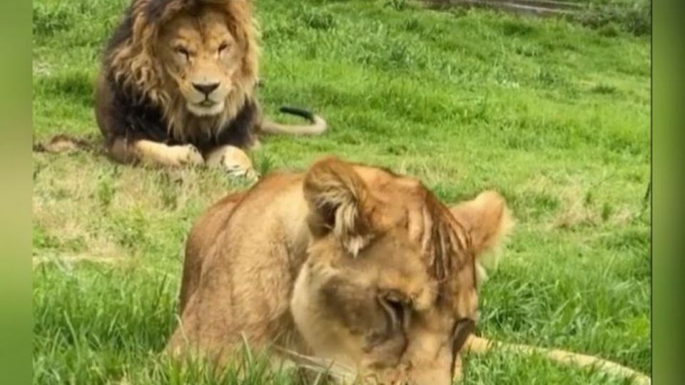 Reubicarán en zoológicos de CDMX a felinos rescatados.