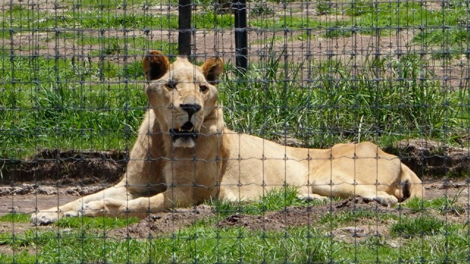 Los animales fueron ayudados con agua y comida