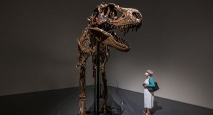 Subastan esqueleto de dinosaurio de 77 mil años de existencia