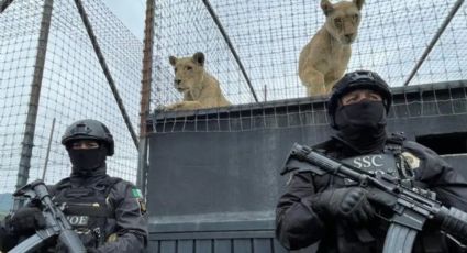 'Maltratadores de animales terminan siendo asesinos'